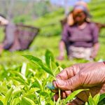 ११ महिनामा चिया निर्यात ४० प्रतिशतले बढ्यो