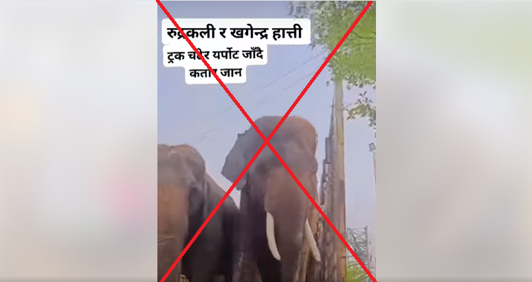 नक्कली भिडियो भाइरल ! कतारी राजालाई उपहारस्वरुप दिइएको हात्ती लैजान कानुनी र प्राविधिक प्रक्रिया पूरा हुनै बाँकी