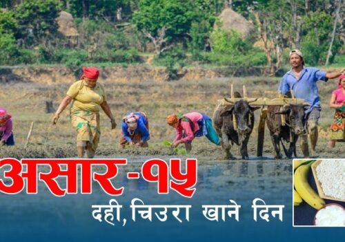 आज असार १५, दही-चिउरा खाएर मनाइँदै