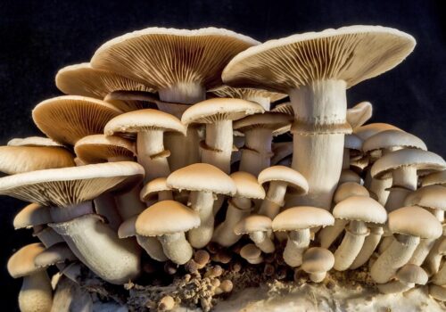 जङ्गली च्याउ खाँदा तीनको मृत्यु, १६ जना बिरामी