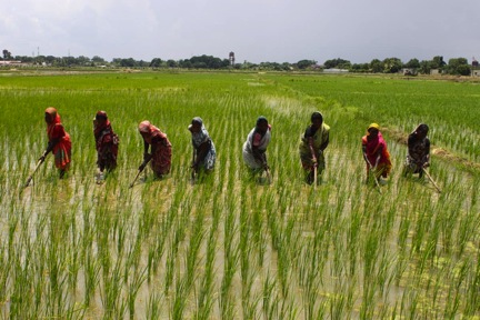 देशभरमा ९.८ धान रोपाइँ सकियो, कुन प्रदेशमा कति रोपाई भयो ?