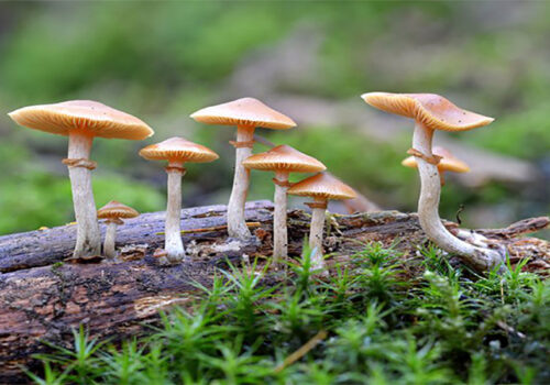 तनहुँमा जङ्गली च्याउ खाँदा एक जनाको मृत्यु