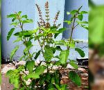 आज घरका मठमा तुलसीको बिउ राख्ने दिन