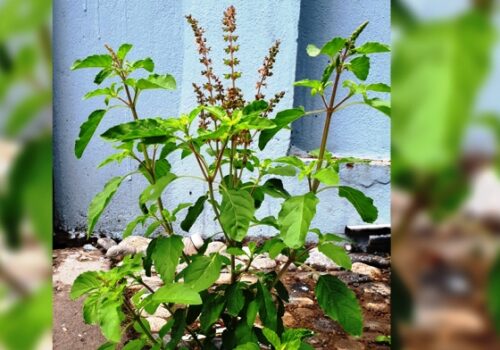 आज निर्जला एकादशी, तुलसीको दल राख्ने दिन