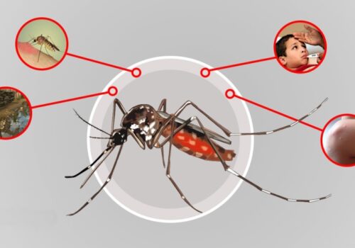 ७२ जिल्लामा फैलियो डेङ्गी, बच्च के गर्ने ?