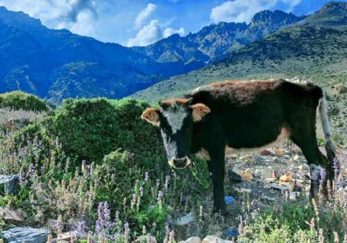 हिमाली लुलु गाई लोपोन्मुख अवस्थामा