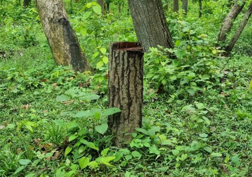 रौतहटमा काठ तस्करी बढ्दै, वन कार्यालय ‘मुकदर्शक’