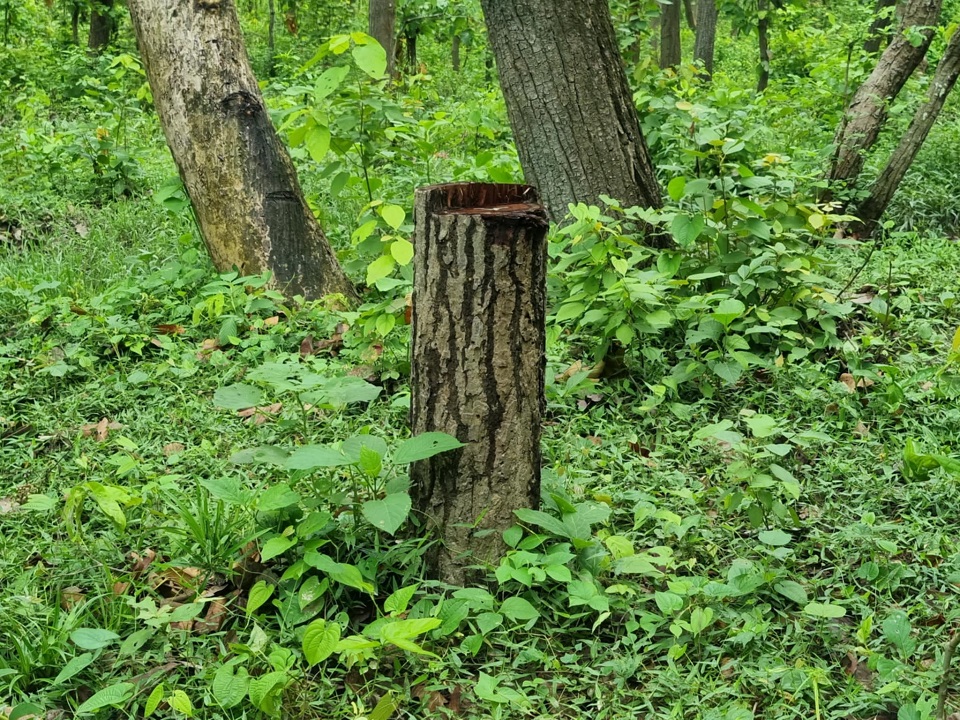 रौतहटमा काठ तस्करी बढ्दै, वन कार्यालय ‘मुकदर्शक’